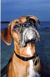 A Closeup of Henry at the Beach