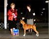 Jennys 4th & 5th points, Winners Bitch, Springfield Kennel Club, Nov. 23, 2008