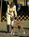 Molly at the Cape Cod Show, Sept 2007