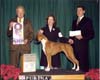 Mollys Best Bred By Exhibitor in the Show, Fitchburg Ma, Dec 2 2007